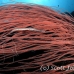 trumpetfish_tc_h_0606_pal2644.jpg